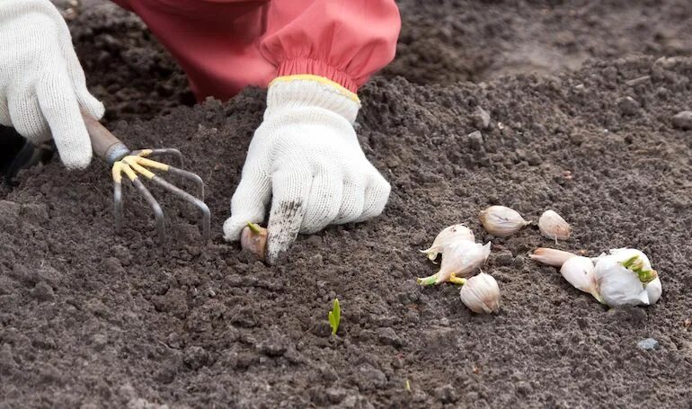 Посадка чеснока осенью фото How To Grow Garlic Thompson & Morgan Growing garlic, When to plant garlic, Plant