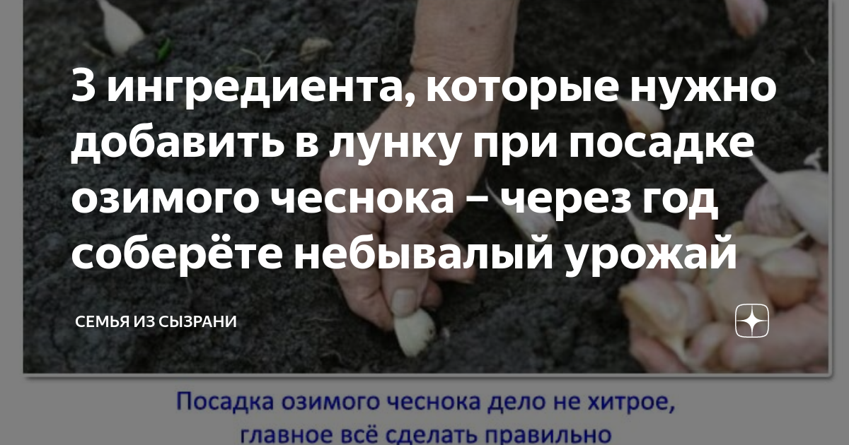 Посадка чеснока осенью под зиму лунный календарь 3 ингредиента, которые нужно добавить в лунку при посадке озимого чеснока - чере