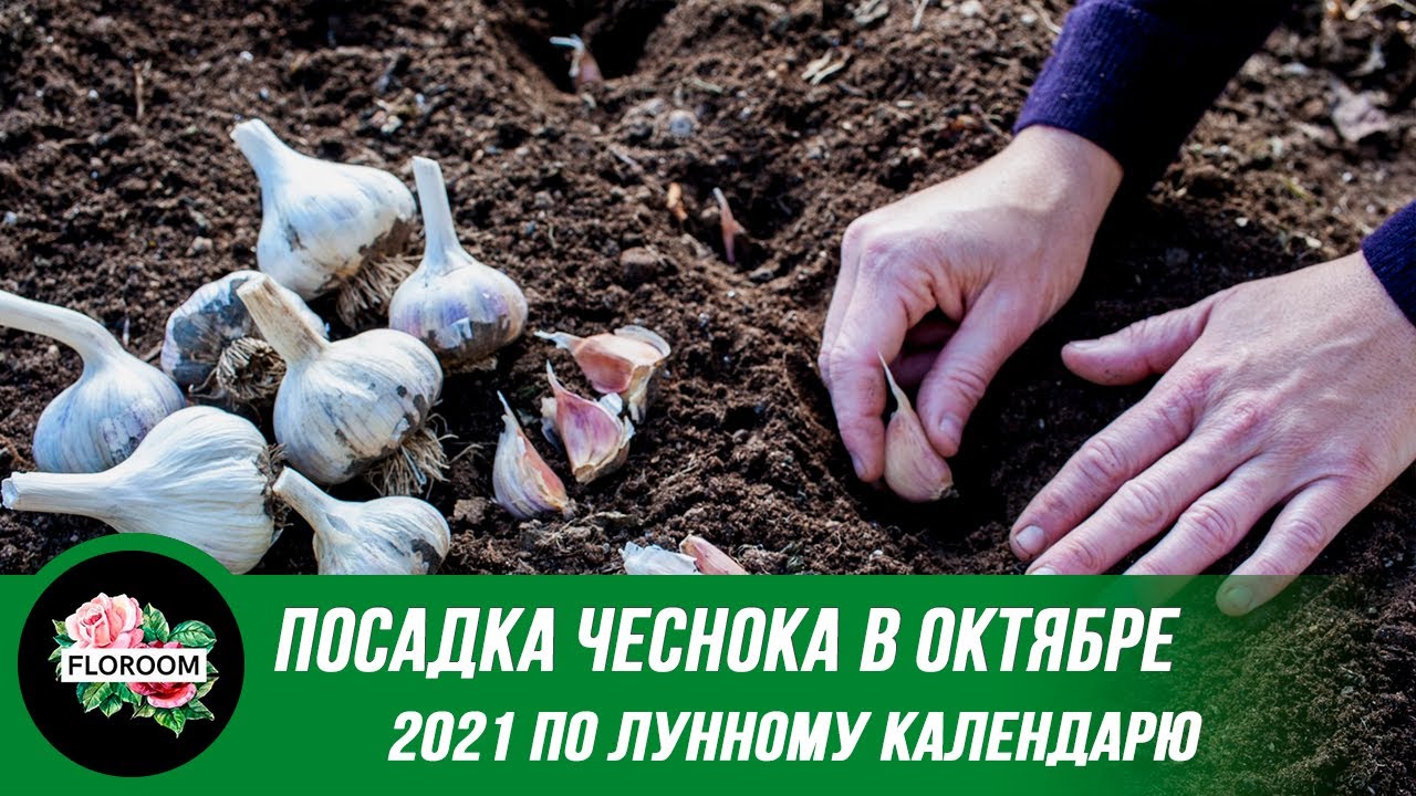 Посадка чеснока по лунному календарю 2024 Посадка чеснока в октябре 2021 года по лунному календарю - YouTube