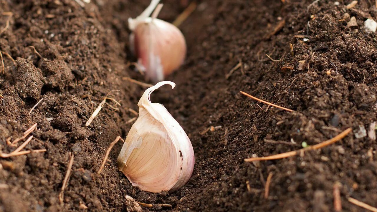 Посадка чеснока под зиму фото Preparation for Planting Garlic in the Fall Organic Gardening Blog #organicgarde