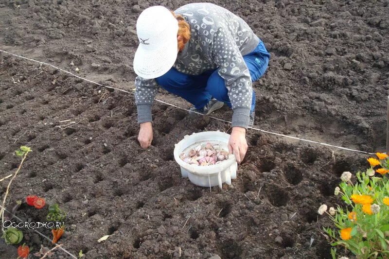 Посадка чеснока под зиму фото Когда сажать чеснок под зиму, чтобы не пророс - сроки и время посадки, глубина з