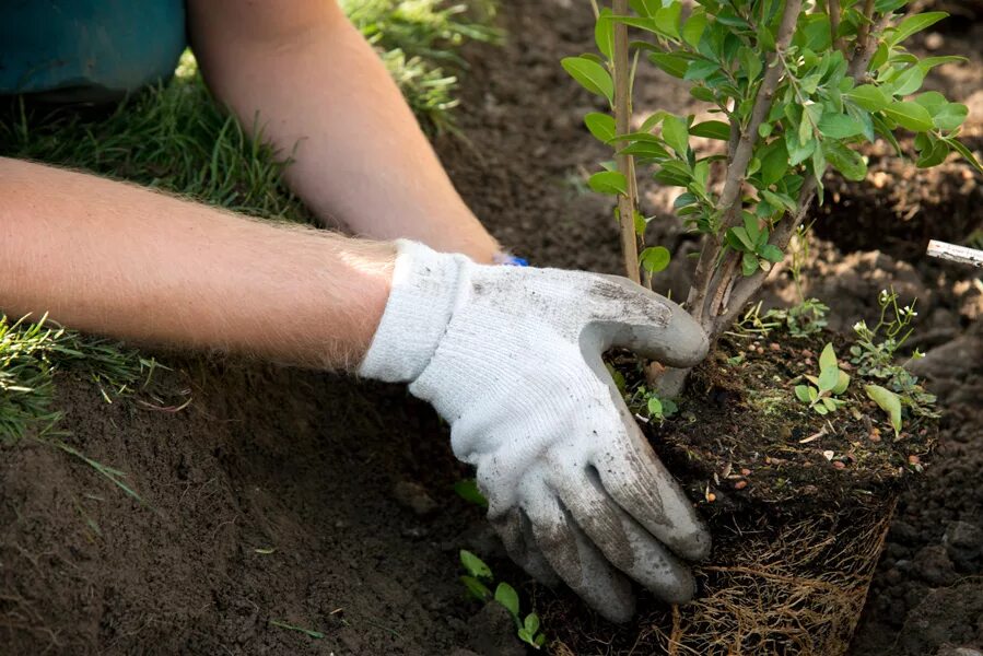 Посадка деревьев кустарников фото Порядка тысячи деревьев и более 20 тысяч кустарников высадят в САО этой осенью