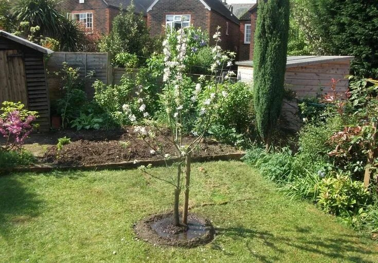 Посадка деревьев на участке фото Как посадить дерево правильно? Plants, Tree, Garden