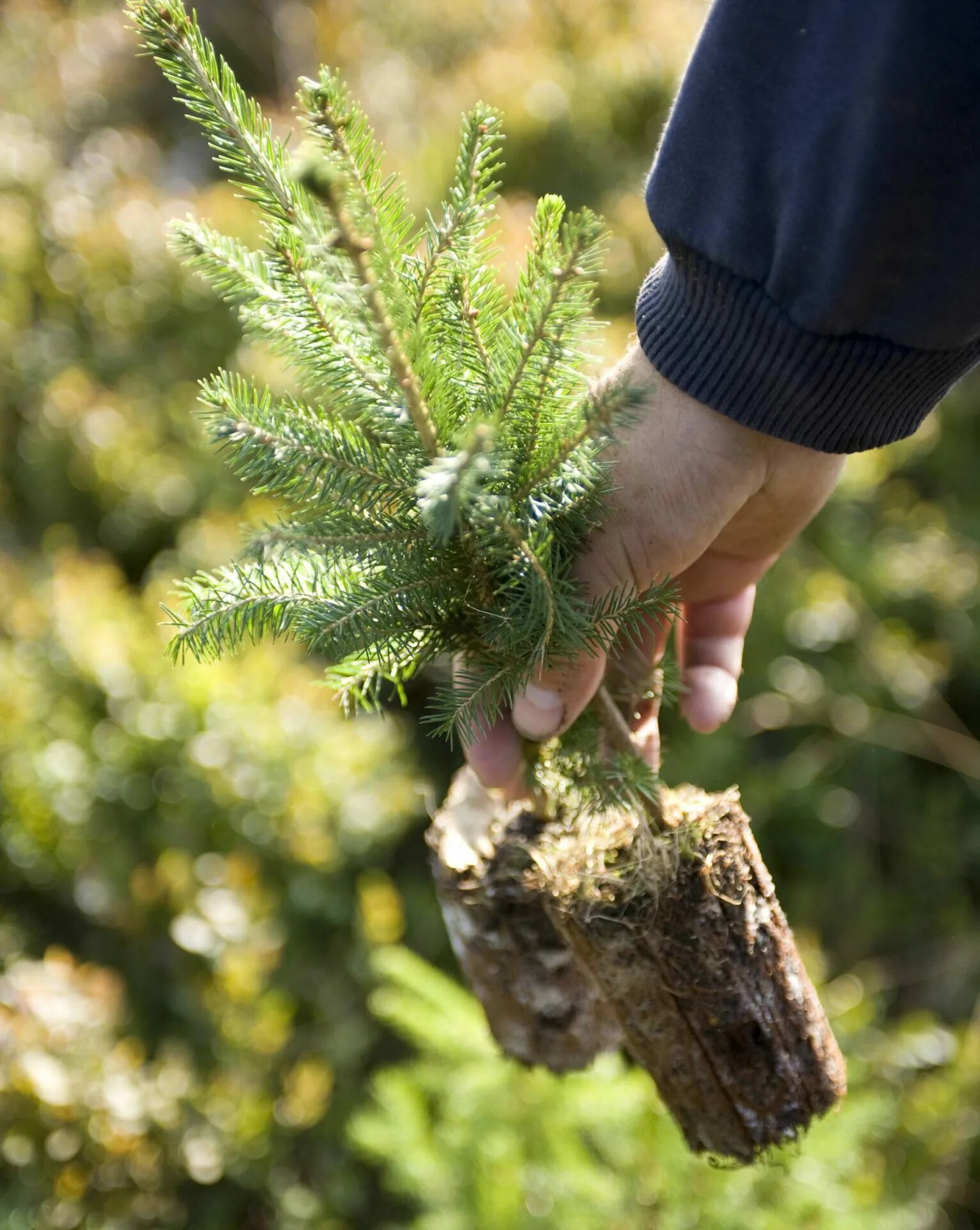 Посадка ели фото Sustainable Forest Management - Pro Carton