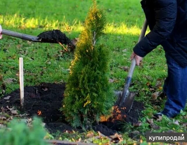 В Дзержинском районе начали высаживать деревья и кустарники на улице Ленина - Дз