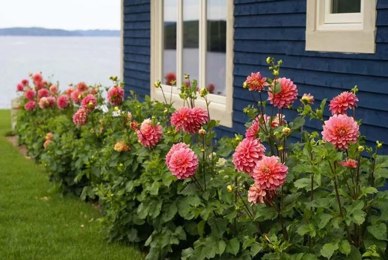 Посадка георгинов фото Pin by Kimberly Lynn on Landscape Dahlias garden, Plants, Garden design