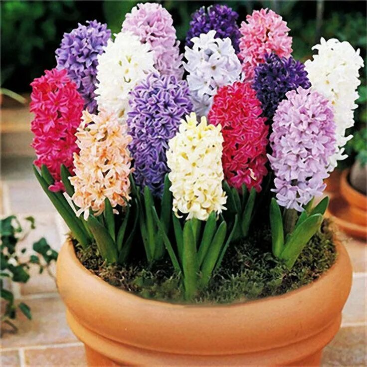 Посадка гиацинтов фото Egrow 100Pcs Hyacinth Flower Seeds Mixed Color Beautifying Garden Bonsai Potted 