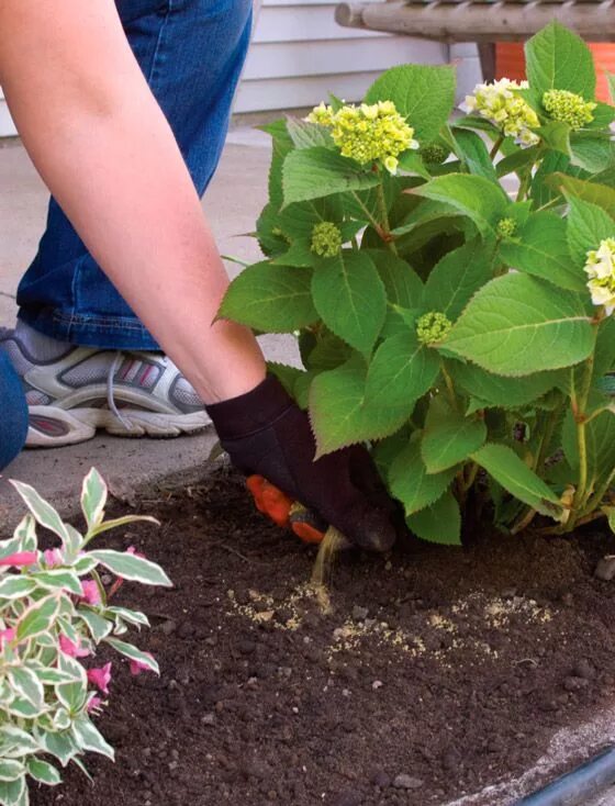 Посадка гортензии фото Грунт для гортензии - как правильно подобрать дома Planting hydrangeas, Hydrange