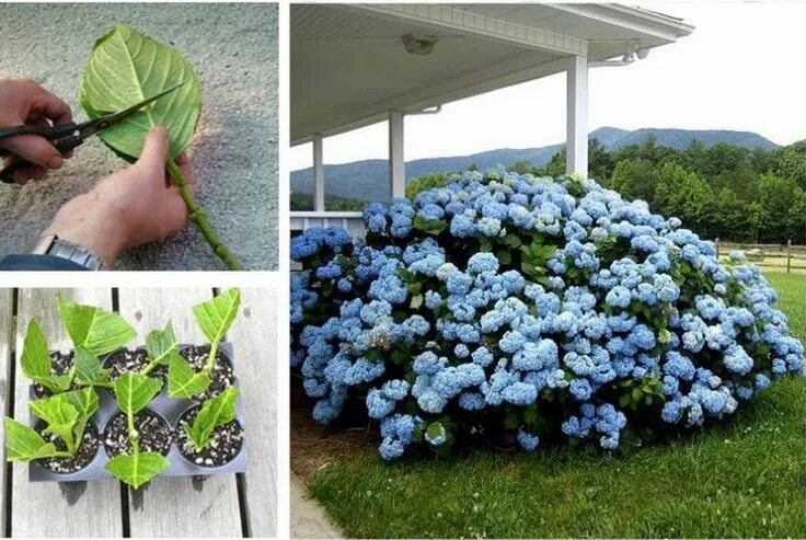 Посадка гортензии фото How To Grow Hydrangeas From Cuttings Video The WHOot Growing hydrangeas, Lawn an