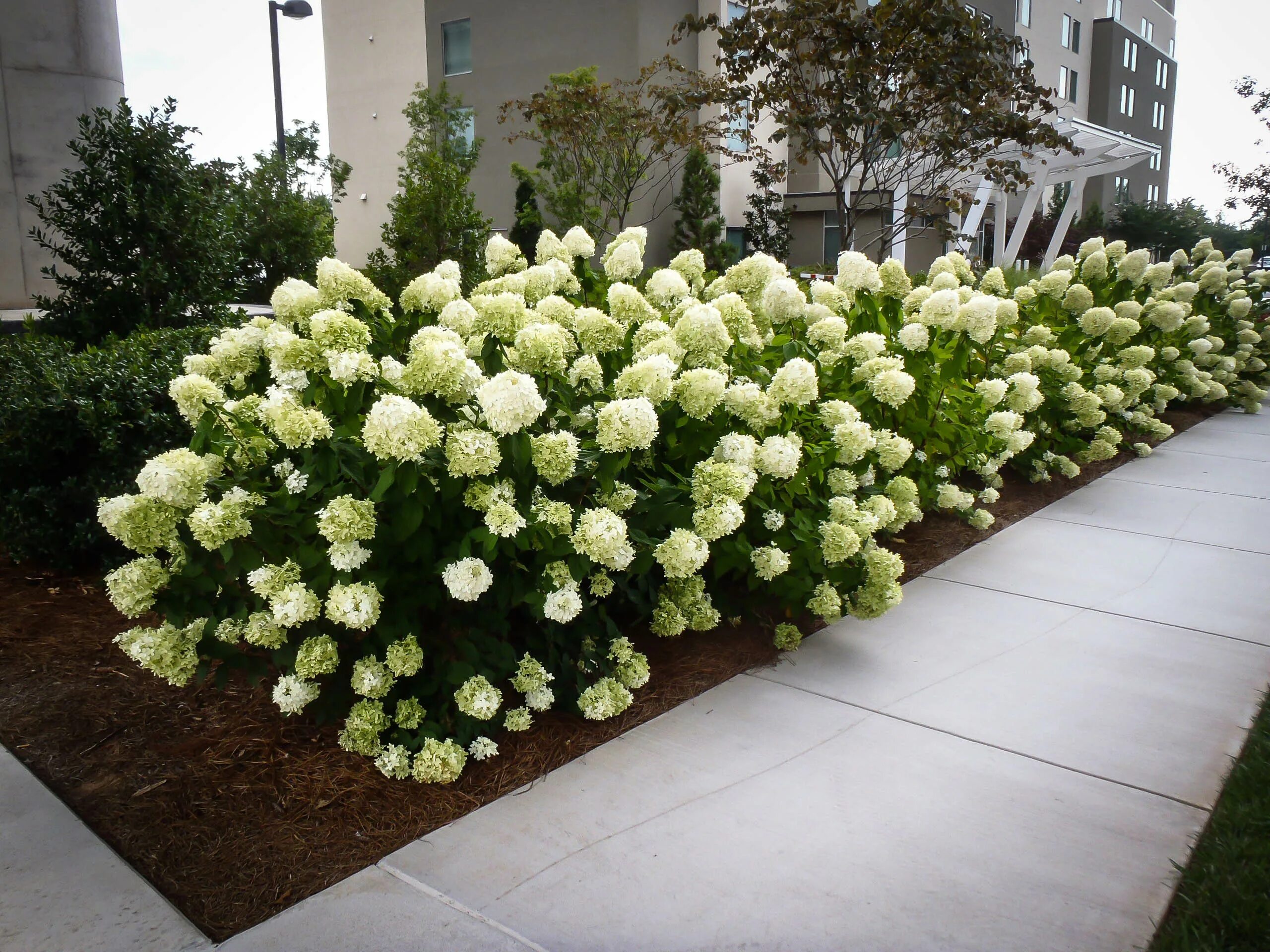 Посадка гортензии фото Метельчатые : Hydrangea paniculata White Wedding-Гортензия метельчатая White Wed