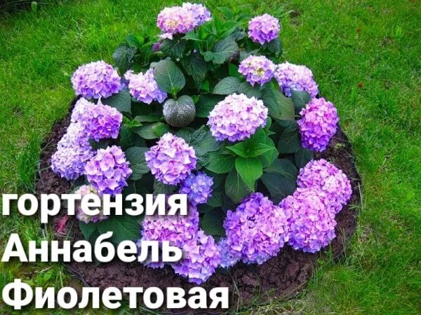 Посадка гортензии фото Предлагаем саженцы многолетних цветов. Большой ассортимент Гортензии, Азалия, Кл