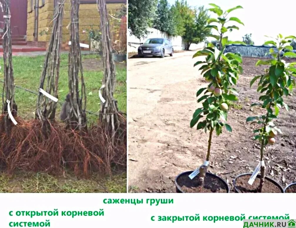 Посадка груши фото Сорт груши Велеса: описание, характеристики, посадка и выращивание Дачник.RU Дзе