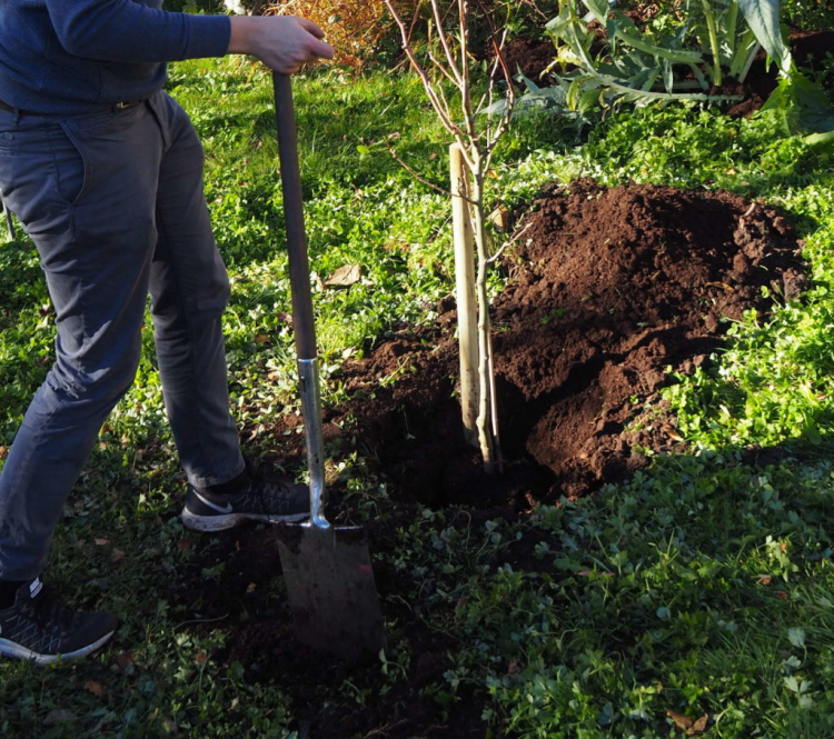 Посадка груши фото Pear Tree Plants: Instructions And Tips From The Experts