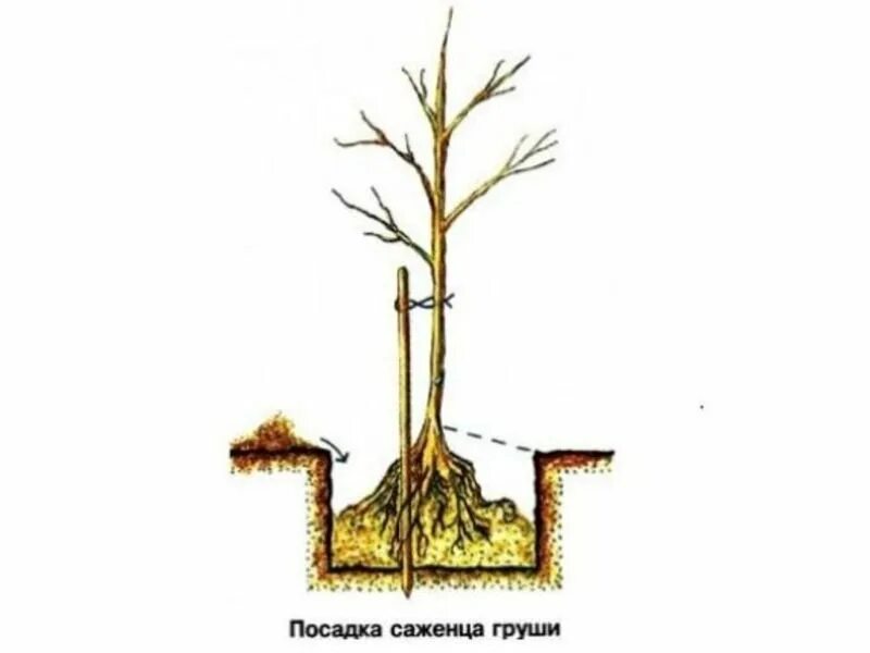 Посадка груши фото Весенняя посадка саженцев груши: полезные рекомендации