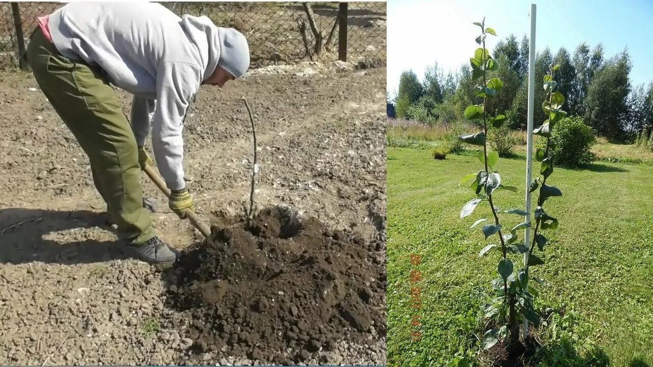 Посадка груши фото Яблони и груши через 5 месяцев после посадки (Талгарская красавица, Скифское зол