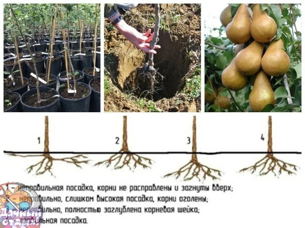Посадка груши фото На что обратить внимание при посадке груши на участке. OK.RU