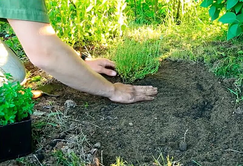 Посадка и уход фото Посадка чабреца в открытый грунт