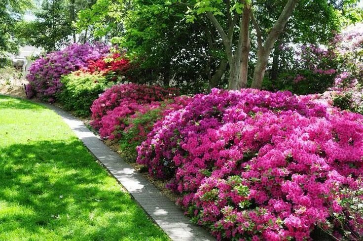 Посадка и уход фото в саду Azalea hedge Victoria B.C. Flower garden, Azalea flower, Plants