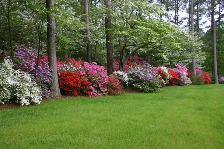 Посадка и уход фото в саду The Azalea Gardens of Art and Betty White, Gloucester VA Azaleas landscaping, Az