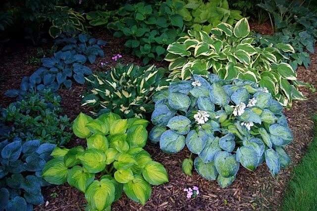 Посадка и уход хост фото Conrad Art Glass & Gardens Hosta gardens, Garden prepping, Hostas