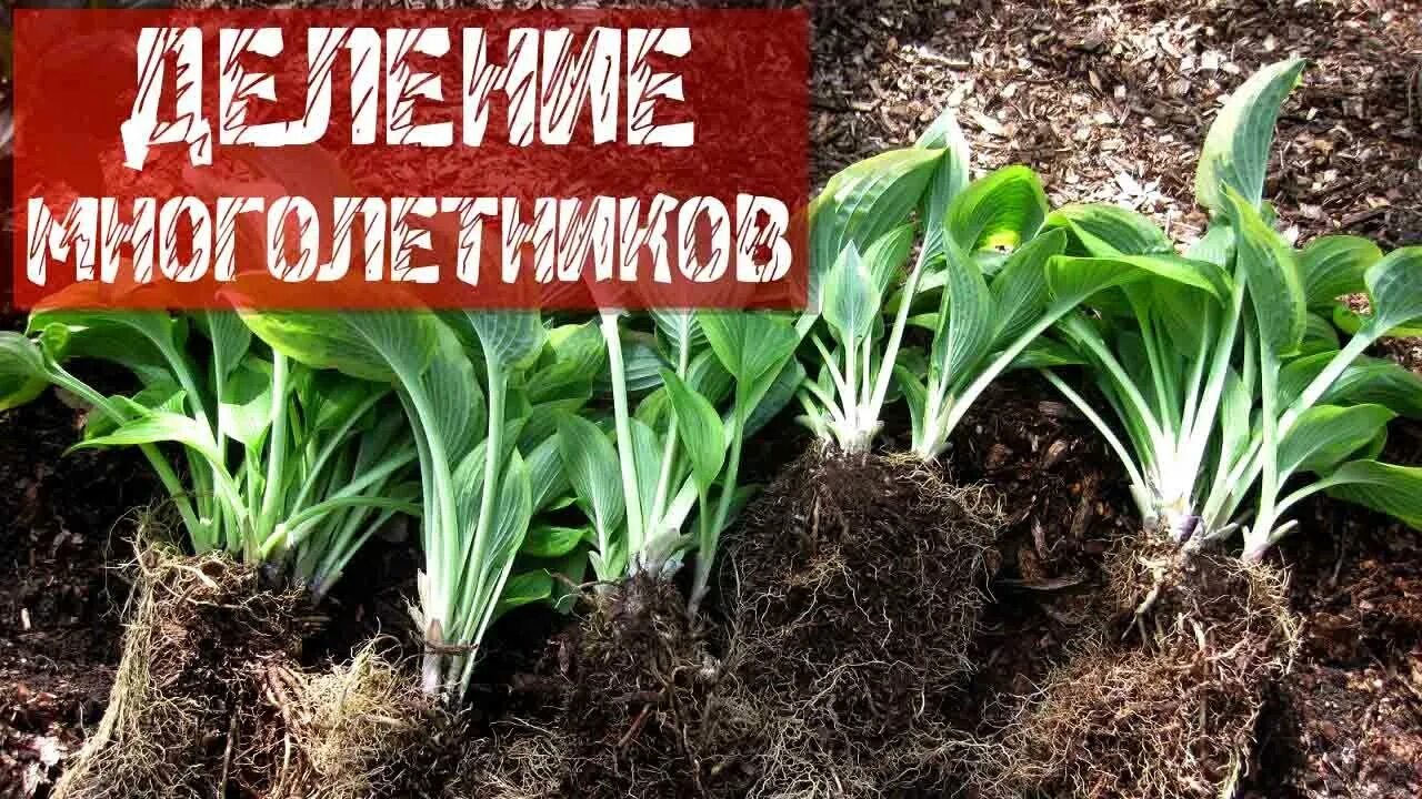 Посадка и уход хост фото ОСЕННЕЕ ДЕЛЕНИЕ МНОГОЛЕТНИКОВ - YouTube