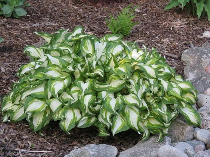 Посадка и уход хост фото The ultimate tried and true hosta....Hosta 'undulata'...The Hosta Cottage Hostas