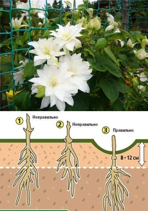 Посадка клематисов фото Клематисы: посадка и уход в открытом грунте, описание сортов, способы размножени