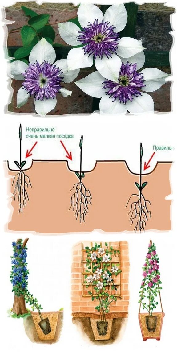 Посадка клематисов фото Как посадить клематис в открытый грунт, уход, советы по выращиванию начинающим
