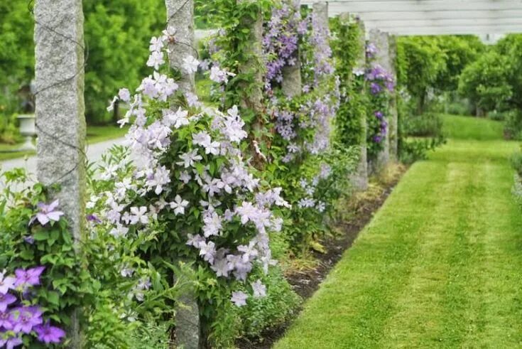 Посадка клематисов фото plantes-grimpantes-pergola-campanules-lilas plantes grimpantes pour pergola Gart