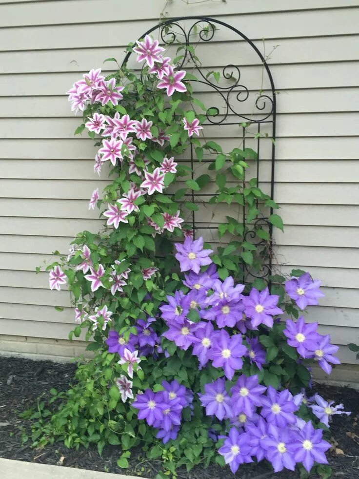 Посадка клематисов фото Pin on Yard and Porch Backyard landscaping designs, Garden design, Clematis plan