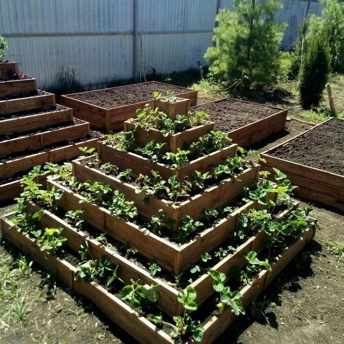 Посадка клубники фото грядки Diy Strawberry bed ideas: 36 creative solutions My desired home Strawberry beds,