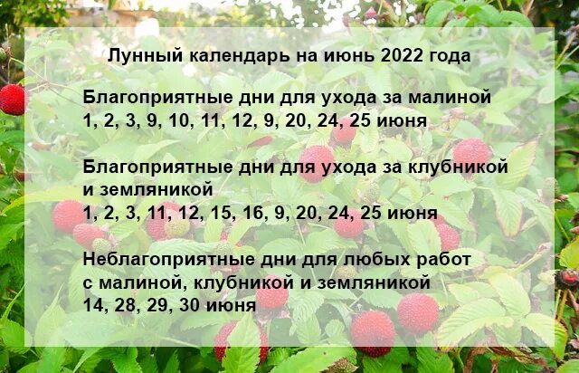 Посадка клубники по лунному календарю 2024 Посадка клубники в мае благоприятные дни: найдено 77 изображений