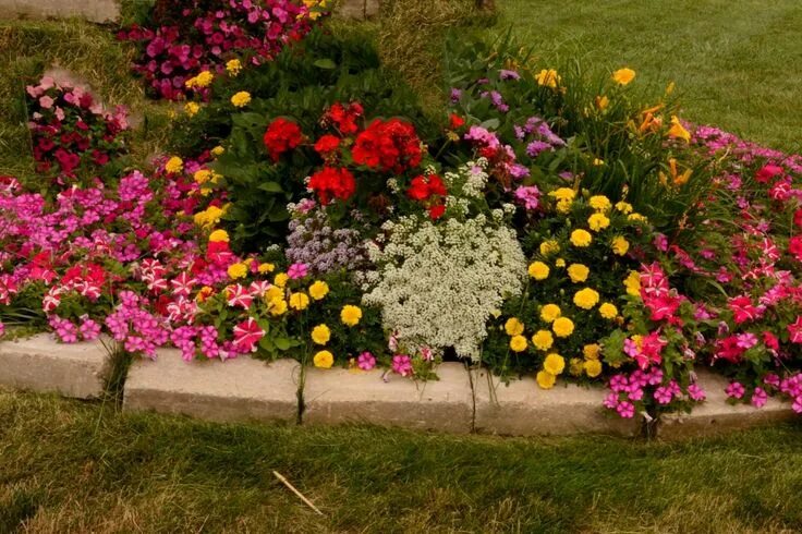 Посадка клумб фото Petunia Begonia Tagetes Flowers Petunias, Plants, Begonia