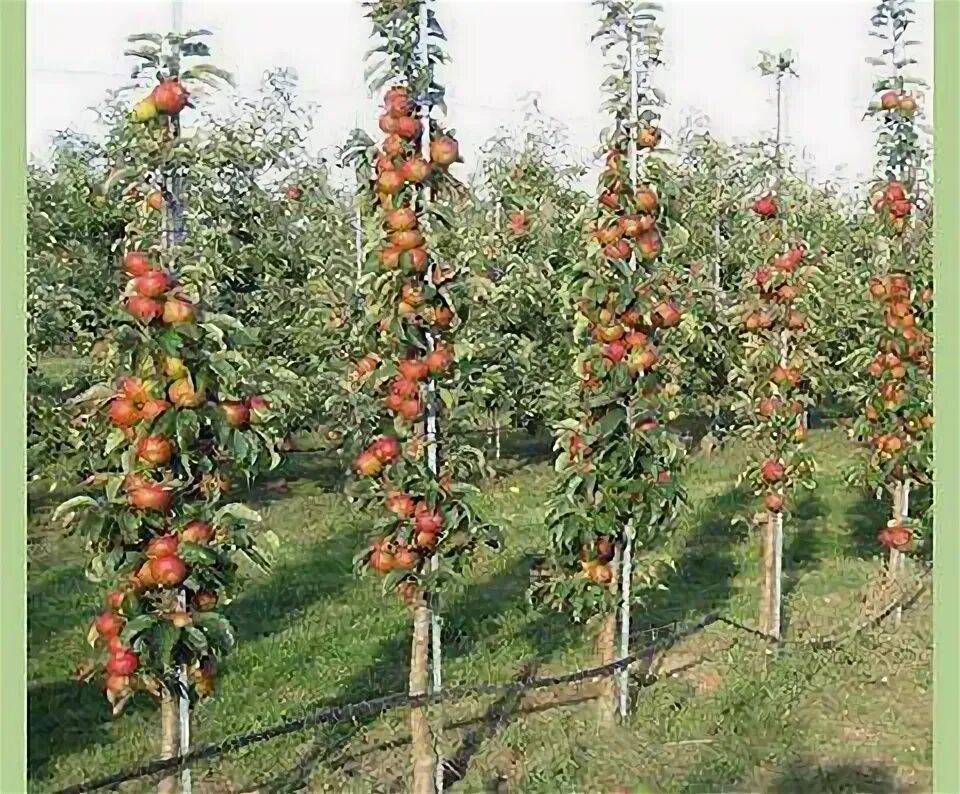 Посадка колоновидных яблонь фото Колоновидная яблоня Валюта : купить саженцы в Москве с доставкой и по низкой цен