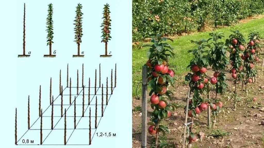 Посадка колоновидных яблонь фото Схема посадки колоновидных плодовых деревьев