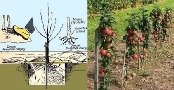 Посадка колоновидных яблонь фото КАК ПРАВИЛЬНО САЖАТЬ КОЛОНОВИДНЫЕ ДЕРЕВЬЯ... На дно посадочной ямы размерами 80-
