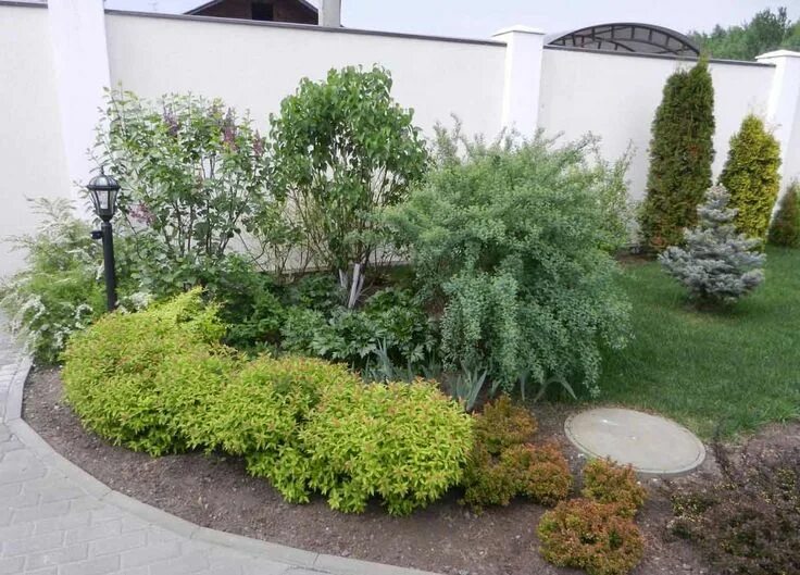 Посадка кустарников фото Кустарники и деревья Garden, Plants, Outdoor