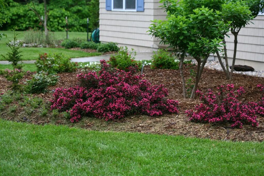 Посадка кустарников фото Spilled Wine ® - Weigela florida Backyard garden landscape, Landscaping with roc