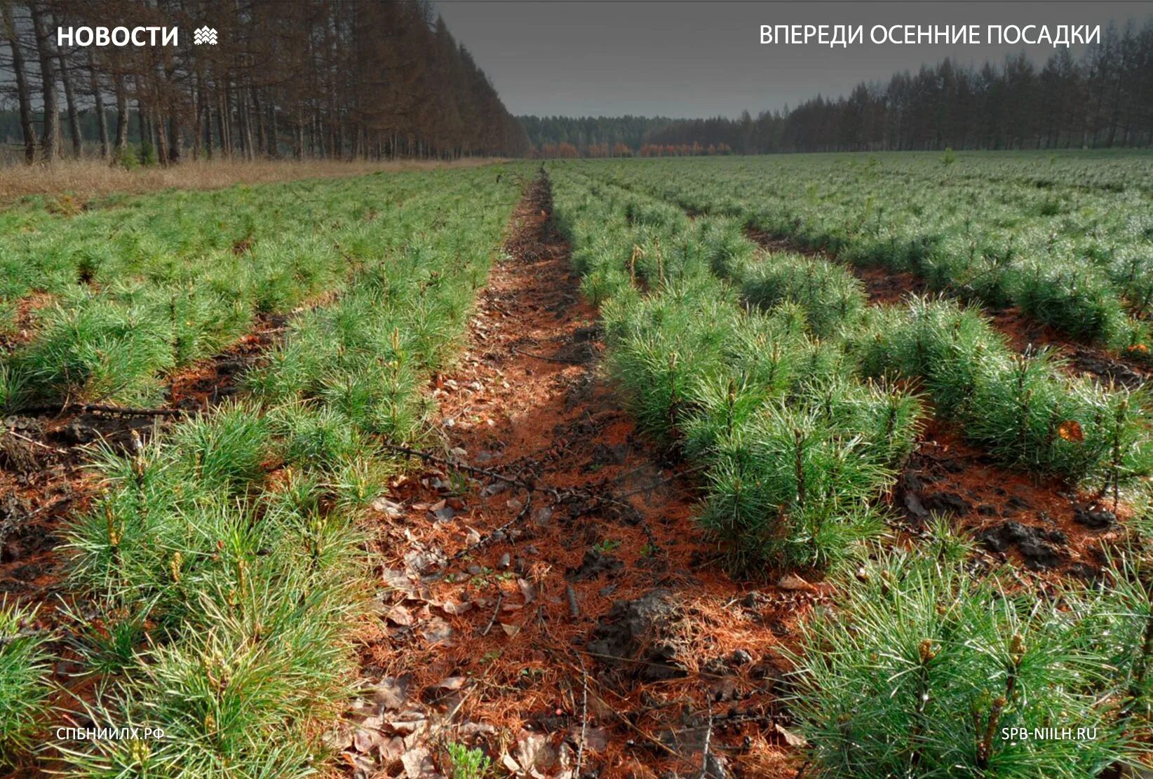 Посадка леса фото Впереди осенние посадки Санкт-Петербургский научно-исследовательский институт ле