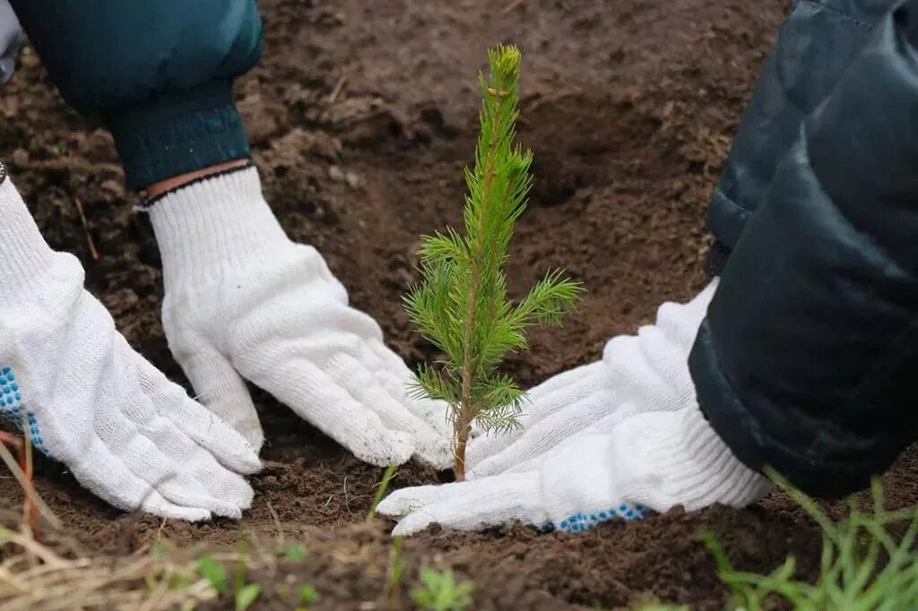 Посадка леса фото В Орловской области высадили саженцы дуба и сосны на 26 гектарах Национальные пр