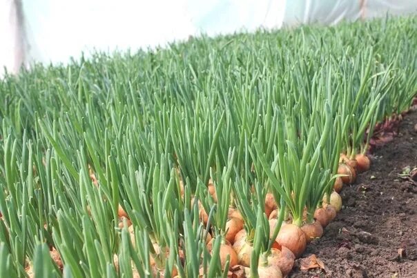 Посадка лука фото Tips for a great onion harvest! Take note ! In order not to suffer every year wi