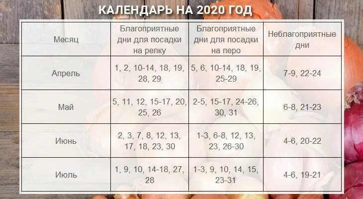 Посадка лука под зиму лунный календарь 2024 Посадка лука под зиму по лунному календарю