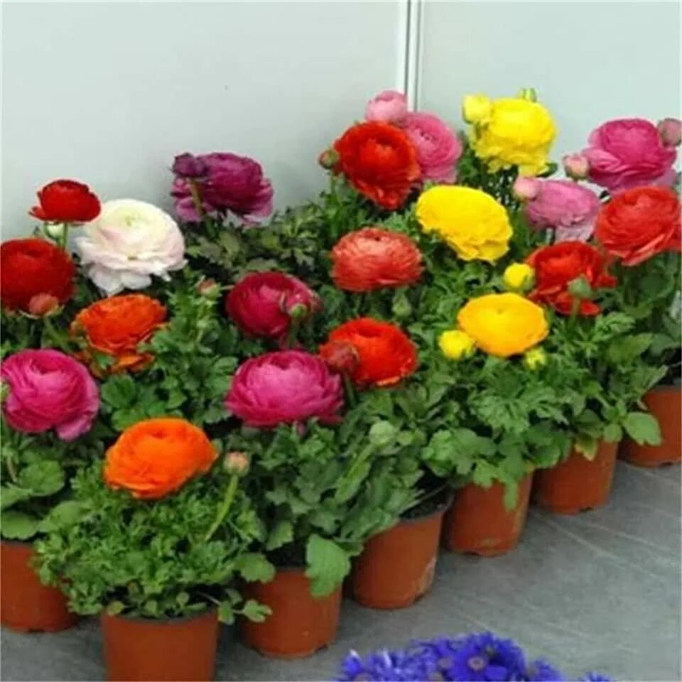 Посадка лютиков фото Amazon.com: Ranunculus Bulb