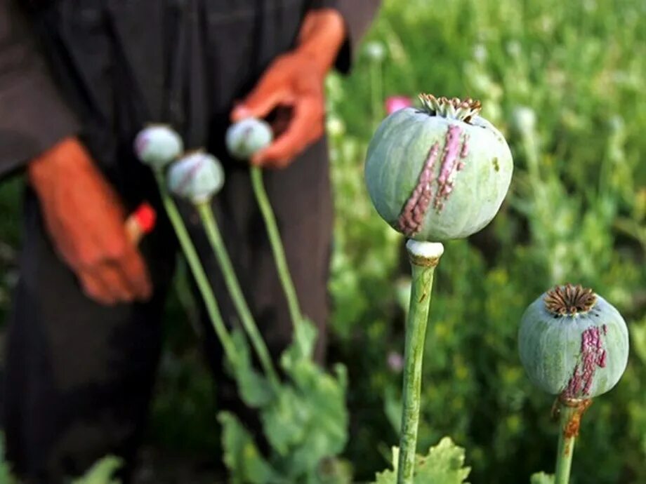 Посадка мака фото Farmers in Afghanistan continue to grow opium poppy amid Taliban's unclear polic