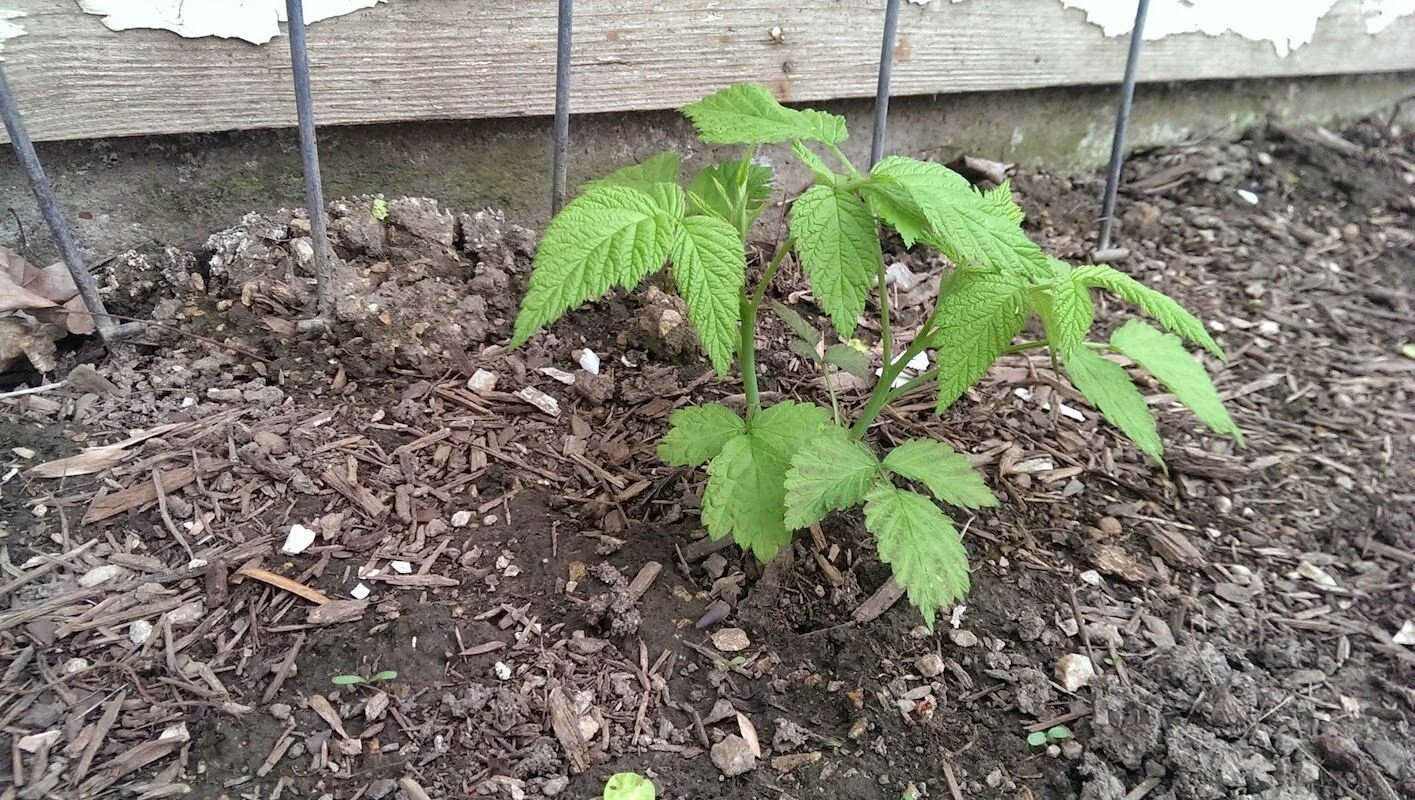 Посадка малины фото Pin on Gardening