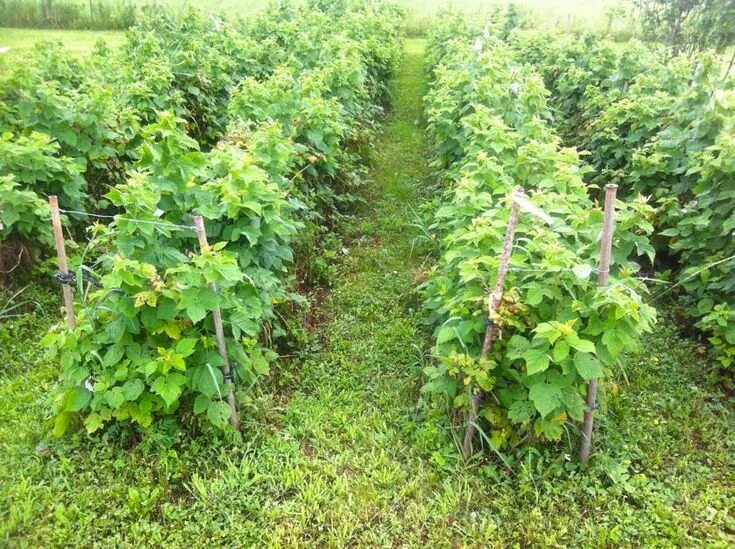 Посадка малины фото Как правильно посадить малину Dream garden, Raspberry plants, Growing raspberrie