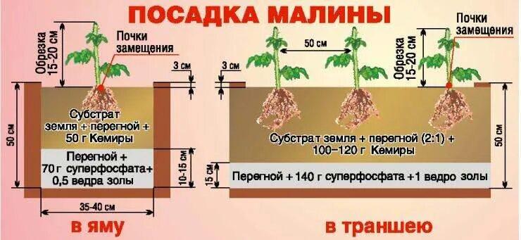 Посадка малины фото Купить Саженцы малины с доставкой по Минску и Беларуси - БелАгро Маркет