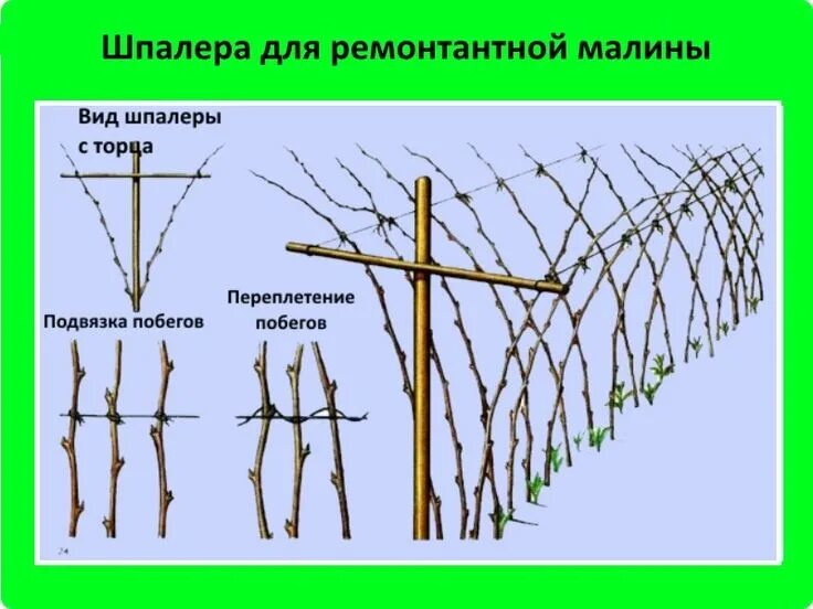 Посадка малины фото и описание Ремонтантная малина: выращивание и уход - подробная инструкция Малина, Кусты мал