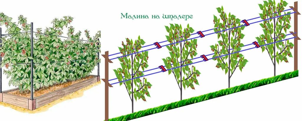 Посадка малины фото и описание ✔ Как получить от малинника максимум урожая? Плодоносить будут даже запущенные к