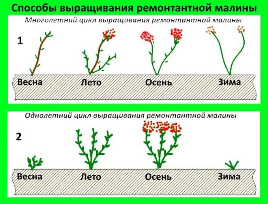 Посадка малины фото и описание Чем ремонтантная малина отличается от обычной и как за ней ухаживать Полезные ст